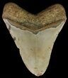 Megalodon Tooth - North Carolina #67291-2